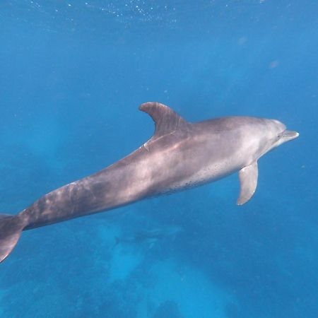 Dolphin Continental Hotel Kuszeir Kültér fotó