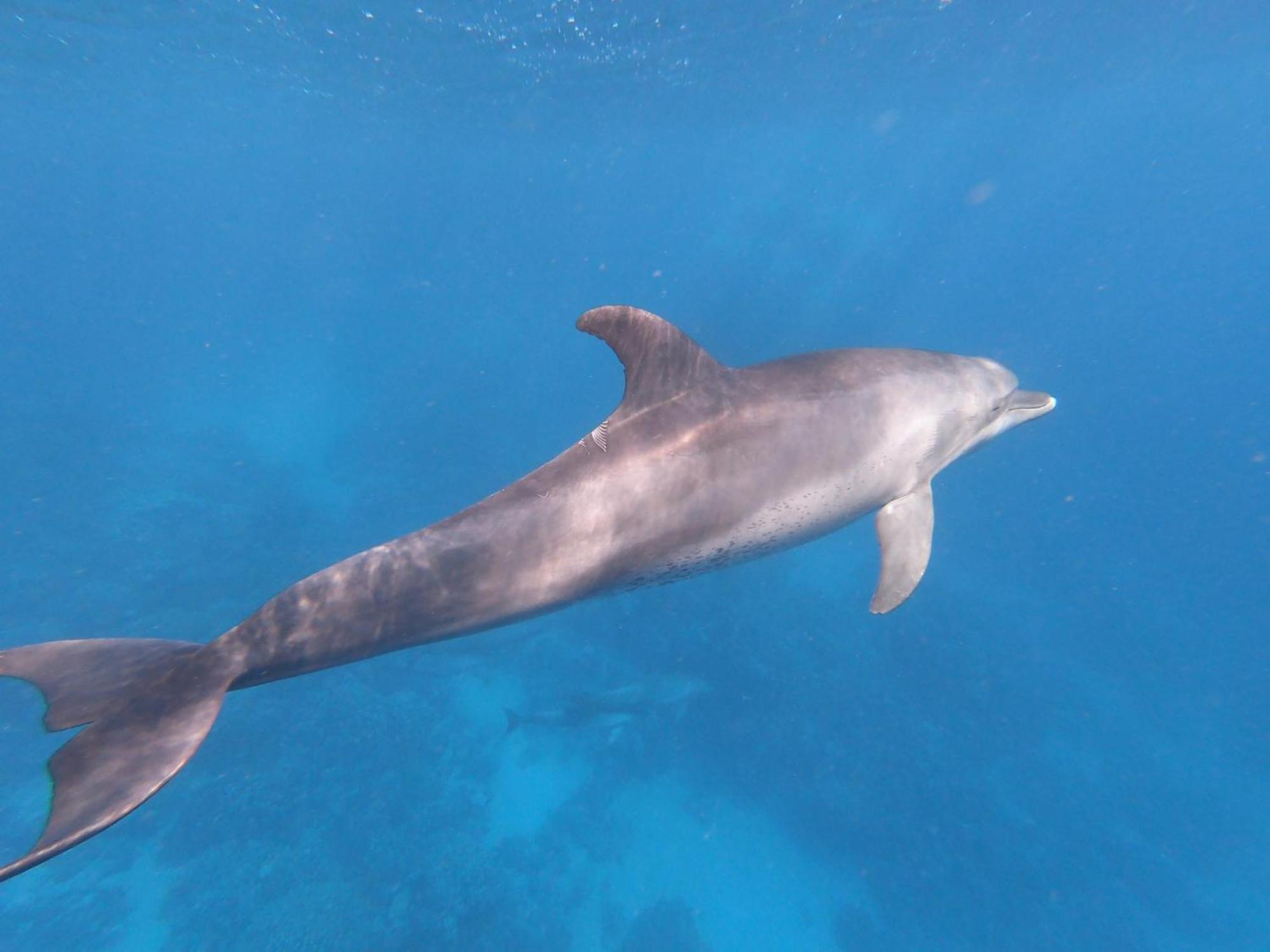 Dolphin Continental Hotel Kuszeir Kültér fotó